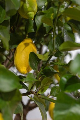 Zitronenbaum / Citrus Limon auf Stamm