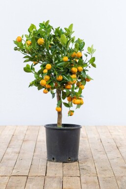 Calamondin Orange / Citrus Mitis Calamondin Ministamm