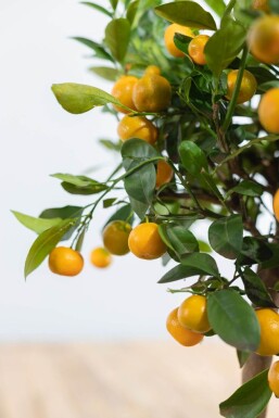 Calamondin Orange / Citrus Mitis Calamondin Ministamm