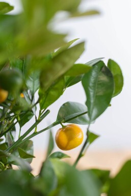 Calamondin Orange / Citrus Mitis Calamondin Ministamm