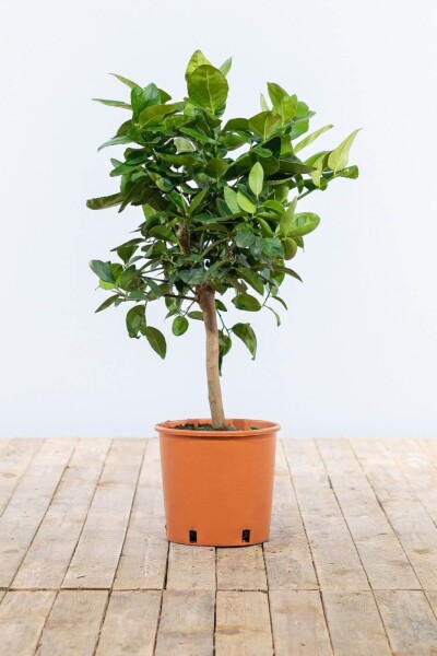 Orangenbaum / Citrus Sinensis Ministamm 40-60 cm Orangenbaum / Citrus Sinensis Ministamm 40-60 cm