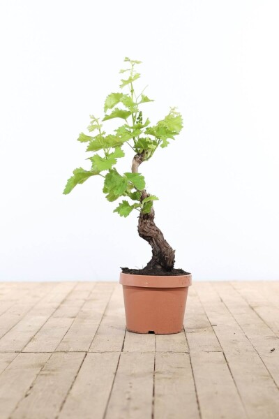 Vigne / Vitis Vinifera bonsai 40-60 cm Vigne / Vitis Vinifera bonsai 40-60 cm