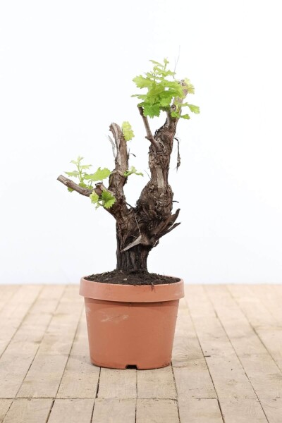 Weinrebe / Vitis Vinifera bonsai