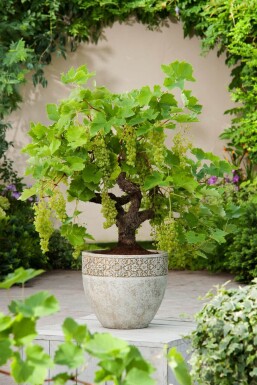 Weinrebe / Vitis Vinifera bonsai