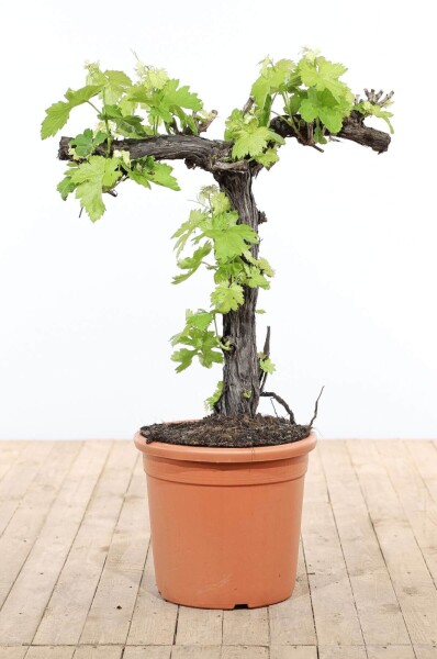 Weinrebe / Vitis Vinifera bonsai