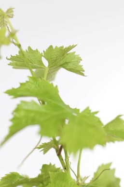 Weinrebe / Vitis Vinifera auf Stamm