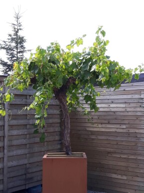 Weinrebe / Vitis Vinifera auf Stamm