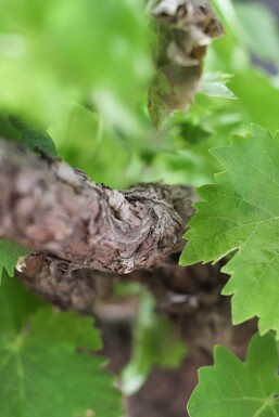 Weinrebe / Vitis Vinifera Stock