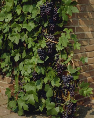 Weinrebe / Vitis Vinifera Stock