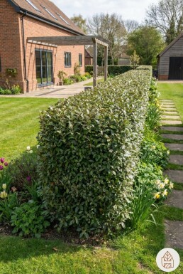 Ölweide Elaeagnus Ebbingei 50-60 cm - Ballen