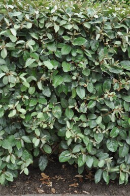 Olijfwilg Elaeagnus Ebbingei 100-125 cm