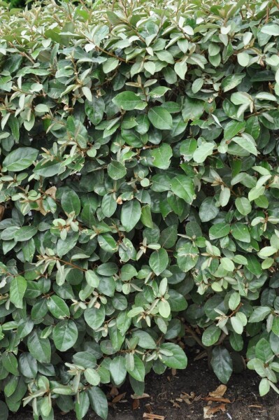 Eléagnus / Elaeagnus Ebbingei 100-125 cm - Motte