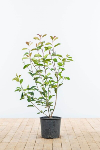 Glanzmispel Photinia Fraseri Red Robin 80-100 cm Glanzmispel Photinia Fraseri Red Robin 80-100 cm