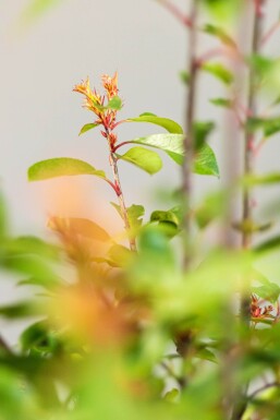 Glanzmispel Photinia Fraseri Red Robin