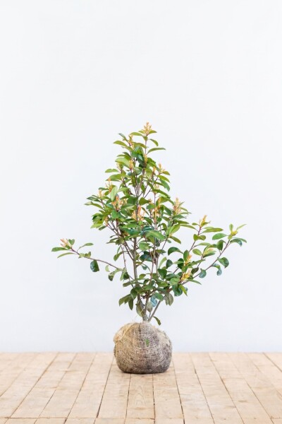 Glansmispel Photinia Fraseri Red Robin 80-100 cm - Kluit