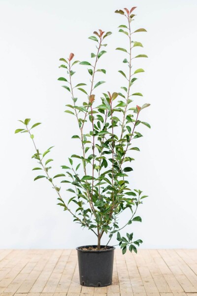 Glanzmispel Photinia Fraseri Red Robin