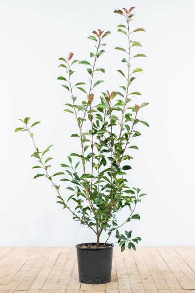 Photinia × fraseri 'Red Robin' 100-125 cm Photinia × fraseri 'Red Robin' 100-125 cm