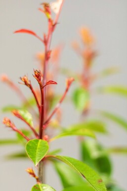 Glanzmispel Photinia Fraseri Red Robin