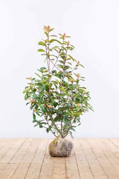 Glansmispel Photinia Fraseri Red Robin 100-125 cm - Kluit