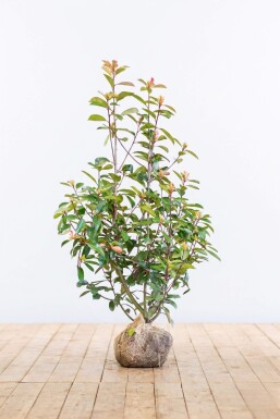 Glansmispel Photinia Fraseri Red Robin 100-125 cm - Kluit