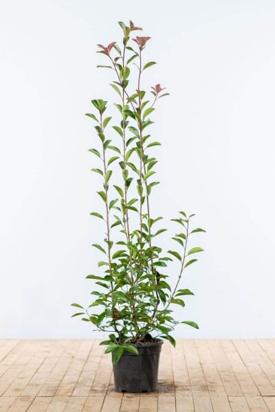 Glanzmispel Photinia Fraseri Red Robin 125-150 cm Glanzmispel Photinia Fraseri Red Robin 125-150 cm