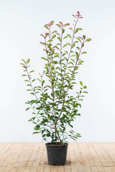 Glanzmispel Photinia Fraseri Red Robin 150-175 cm Glanzmispel Photinia Fraseri Red Robin 150-175 cm