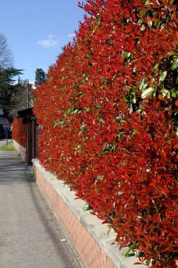 Glanzmispel Photinia Fraseri Red Robin