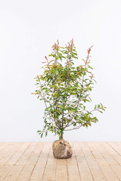 Glansmispel Photinia Fraseri Red Robin 150-175 cm - Kluit