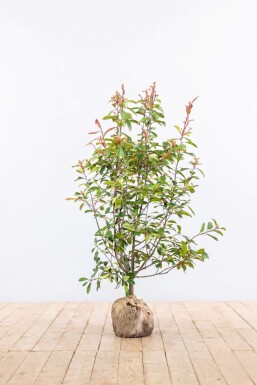 Glansmispel Photinia Fraseri Red Robin 150-175 cm - Kluit