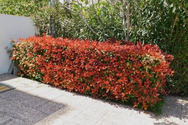 Glansmispel Photinia Fraseri Red Robin 150-175 cm - Kluit