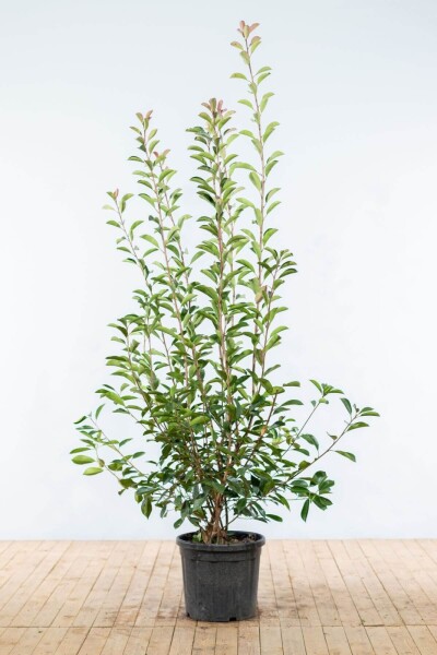 Glanzmispel Photinia Fraseri Red Robin 175-200 cm Glanzmispel Photinia Fraseri Red Robin 175-200 cm