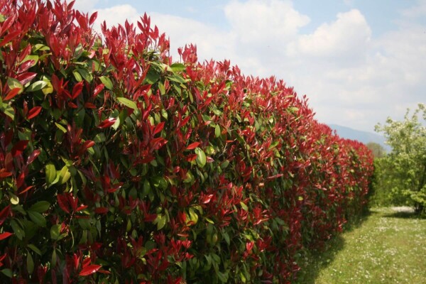 Photinia × fraseri 'Red Robin' 175-200 cm