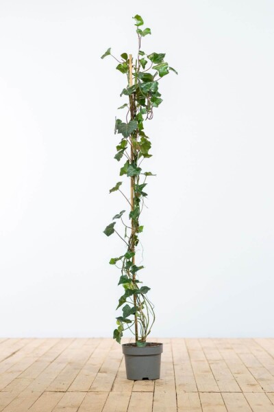 Hedera hibernica 100-125 cm Hedera hibernica 100-125 cm