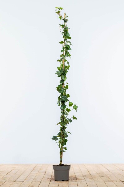 Hedera hibernica 125-150 cm Hedera hibernica 125-150 cm