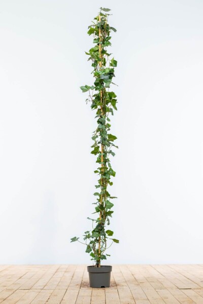 Hedera hibernica 150-175 cm Hedera hibernica 150-175 cm