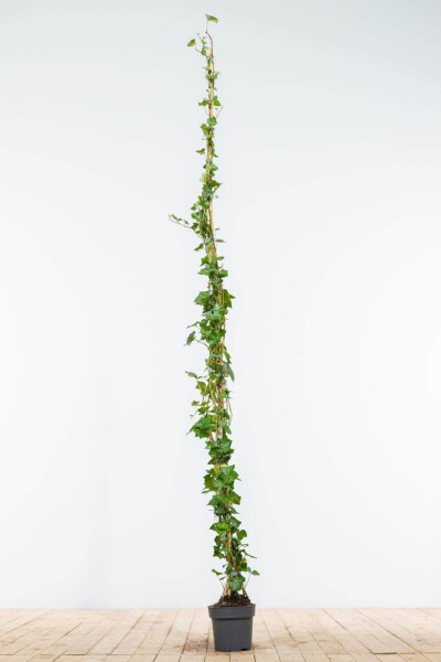 Hedera hibernica 175-200 cm Hedera hibernica 175-200 cm
