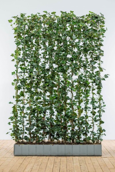 Hedera hibernica 180 cm Hedera hibernica 180 cm