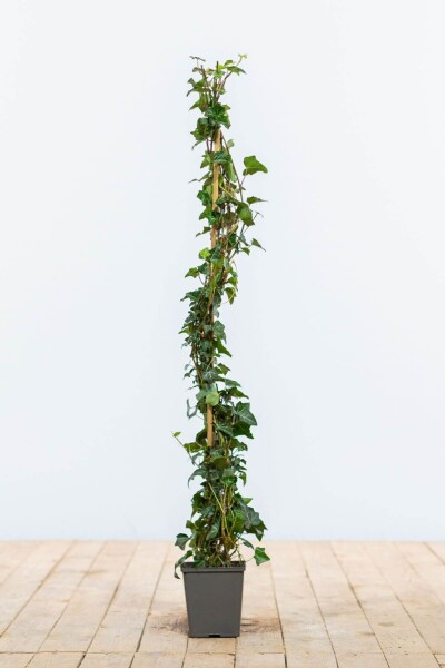 Hedera helix 80-100 cm