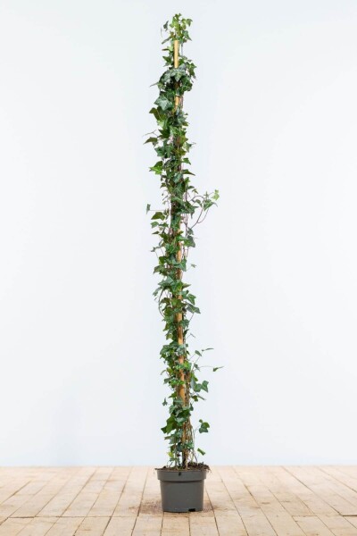 Hedera helix 125-150 cm Hedera helix 125-150 cm