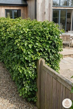 Hedera helix 125-150 cm - Potte