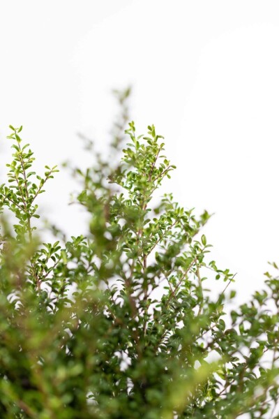 Ilex crenata 'Convexa' P9,5 5-10