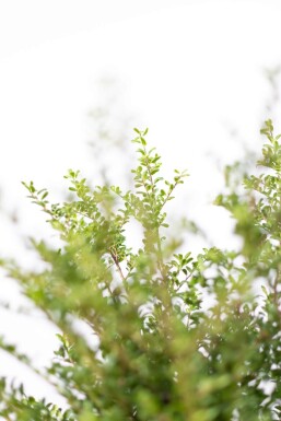 Ilex crenata 'Convexa' P9,5 5-10