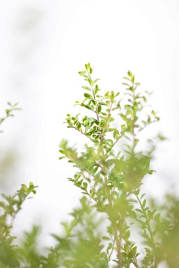 Ilex crenata 'Convexa' P9,5 5-10