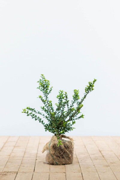 Houx Crénelé / Ilex Crenata Convexa 20-30 cm Houx Crénelé / Ilex Crenata Convexa 20-30 cm
