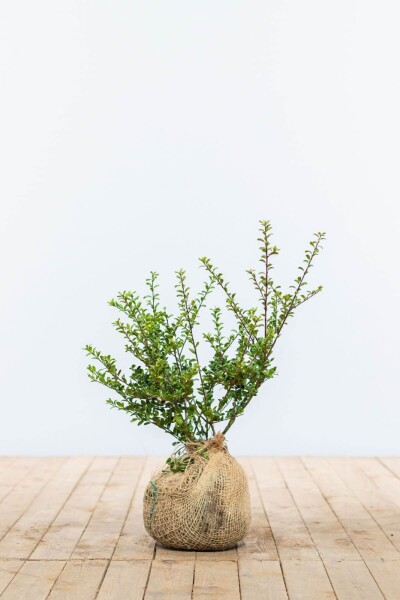 Chinese Hulst / Ilex Crenata Convexa 30-40 cm Chinese Hulst / Ilex Crenata Convexa 30-40 cm