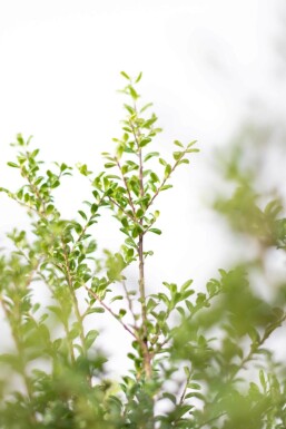 Japanische Stechpalme / Ilex Crenata Convexa