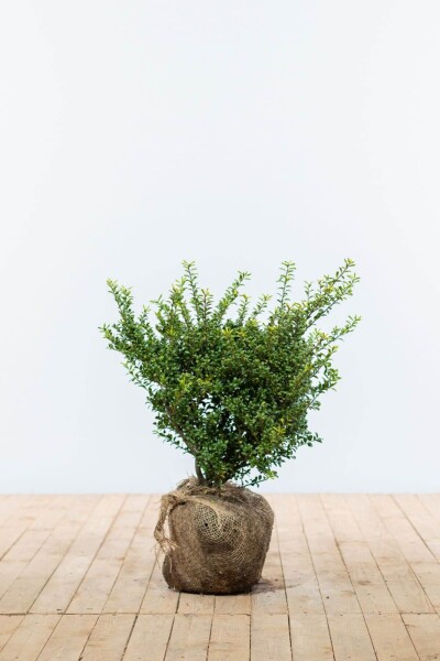 Chinese Hulst / Ilex Crenata Convexa 40-50 cm Chinese Hulst / Ilex Crenata Convexa 40-50 cm