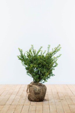 Japanische Stechpalme / Ilex Crenata Convexa