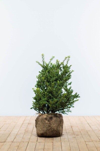 Japanische Stechpalme / Ilex Crenata Convexa 50-60 cm Japanische Stechpalme / Ilex Crenata Convexa 50-60 cm