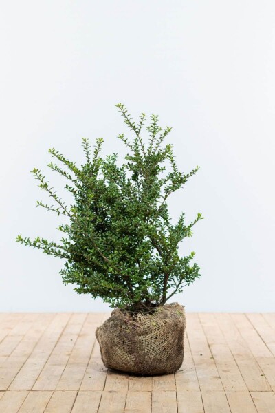 Chinese Hulst / Ilex Crenata Convexa 60-80 cm Chinese Hulst / Ilex Crenata Convexa 60-80 cm